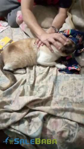 Male cat( no negotiation) Nishat Colony, Lahore, Punjab