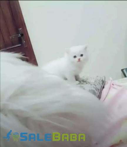Snow white pure Persian kitten Model Town, Lahore, Punjab