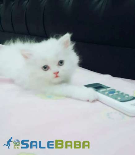 Snow white pure Persian kitten Model Town, Lahore, Punjab