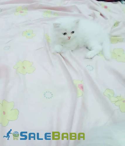 Snow white pure Persian kitten Model Town, Lahore, Punjab