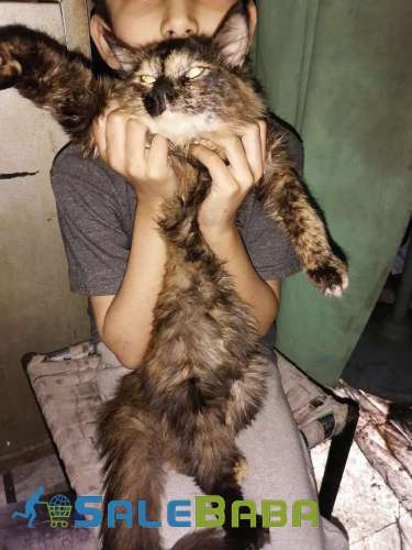 Russian cat I sell my beautiful cat Singhpura, Lahore, Punjab