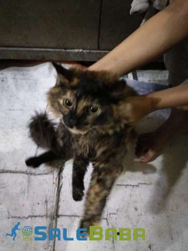 Russian cat I sell my beautiful cat Singhpura, Lahore, Punjab