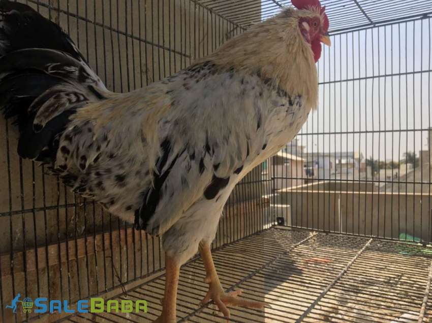 Desi murgha he yang ghar ka palanhowa he North Nazimabad, Karachi, Sindh