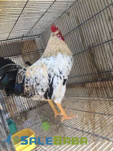 Desi murgha he yang ghar ka palanhowa he North Nazimabad, Karachi, Sindh