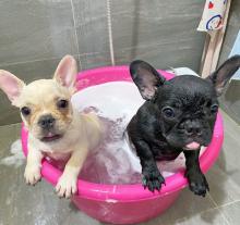 Amazing French bulldog puppies available