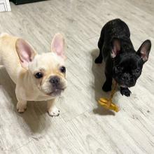 Amazing French bulldog puppies available