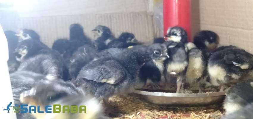 Australorp Eggs and Chicks