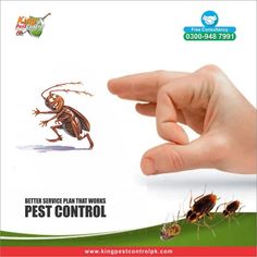Termite (Deemak) control fumigation services in Lahore