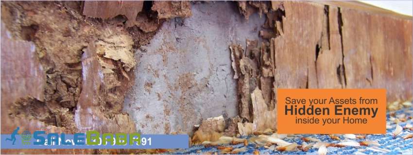 Termite (Deemak) control fumigation services in Lahore