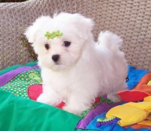 Very Sweet Charming Maltese Puppies