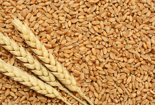 Fresh wheat with low price Available for sale in Chakwal