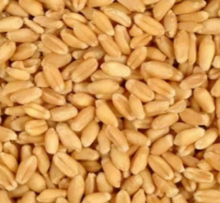 Fresh wheat with low price Available for sale in Chakwal