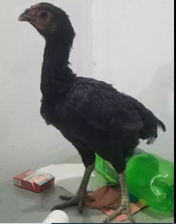 Thai Aseel quality madi Black Color Available for Sale