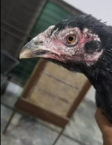 Thai Aseel quality madi Black Color Available for Sale