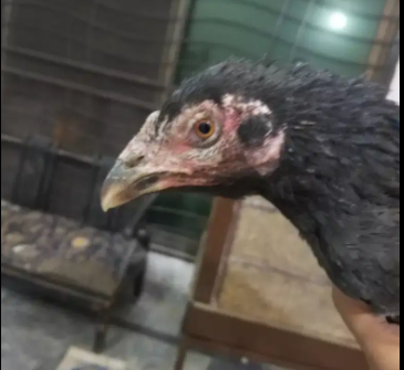 Thai Aseel quality madi Black Color Available for Sale