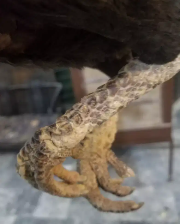 Thai Aseel quality madi Black Color Available for Sale