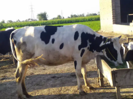 white Cow available for sale in Arifwala