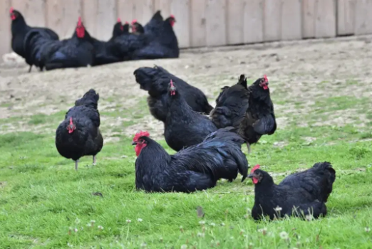 Fresh  Fertile Australorp Eggs Are Available For Sale in Okara