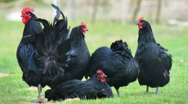 Fresh  Fertile Australorp Eggs Are Available For Sale in Okara