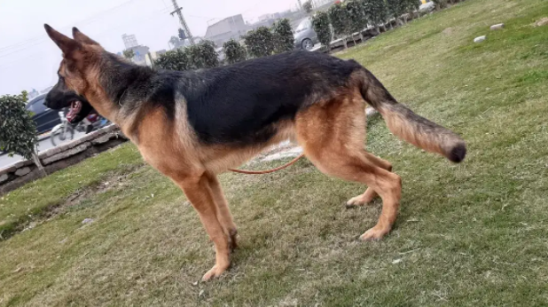 German Shepherd Male Dog available for sale in Sialkot