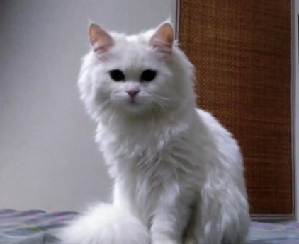 Triple Coated Female Persian White Color Cat Available For Sale