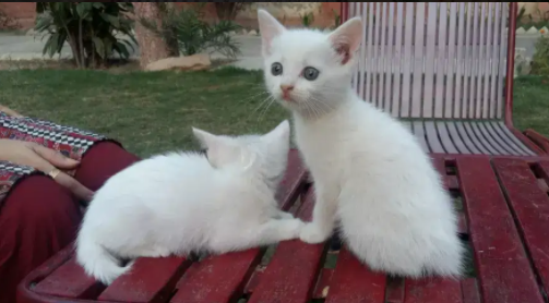 Persian Kitten White Color Available For sale