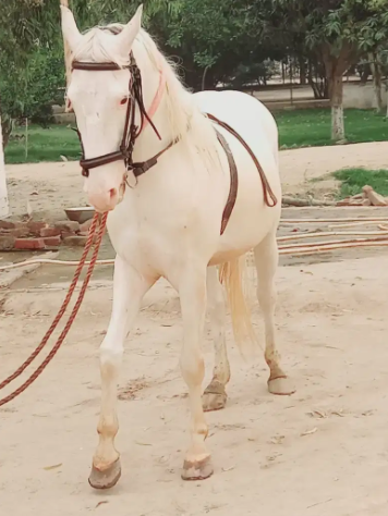 Neza baz horse available in white color for sale