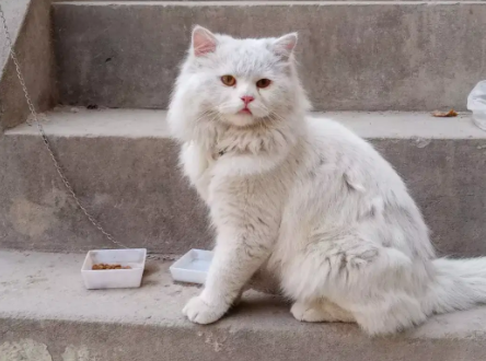 Russian Male White Color Cat Available For sale