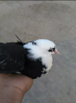 Pigeons White  Black Color Available For Sale