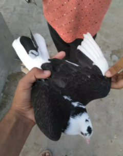 Pigeons White  Black Color Available For Sale