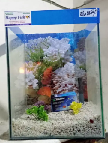Happy Fish & Aquariums all type of fancy fish available
