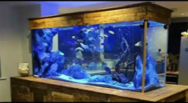 Happy Fish & Aquariums all type of fancy fish available