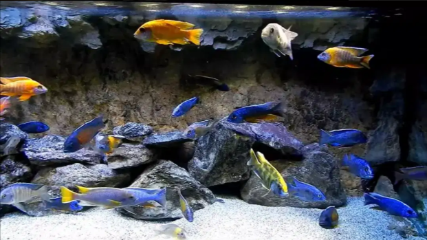 Happy Fish & Aquariums all type of fancy fish available