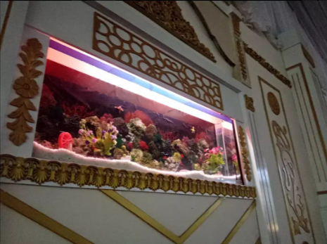 Happy Fish & Aquariums all type of fancy fish available