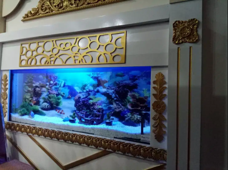 Happy Fish & Aquariums all type of fancy fish available