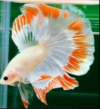 Happy Fish & Aquariums all type of fancy fish available