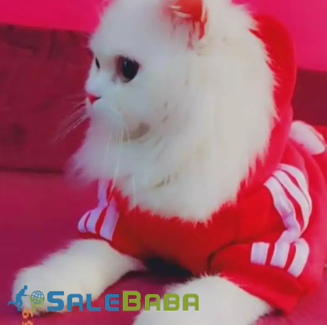 Persian cats in white color available for sale in Nawabshah