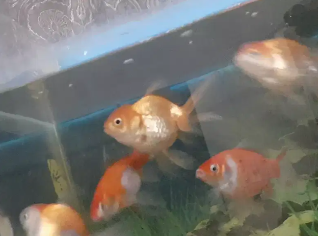 Goldfish 3 pice