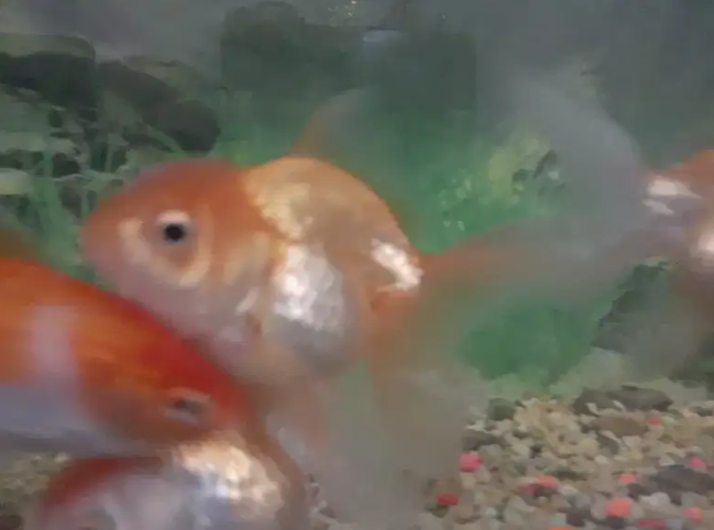 Goldfish 3 pice