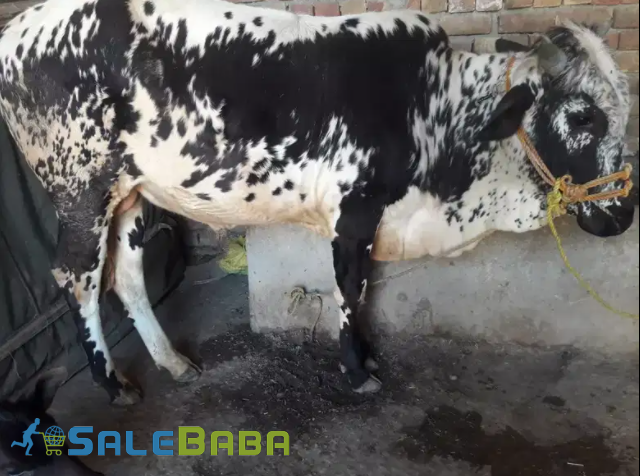 Beautiful Sahiwal cross wacha (Bull) available for sale in Nowshera