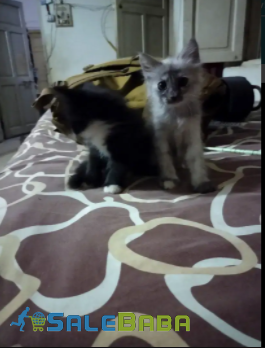 Persian 2 Female Kitten Silver & Black Color Available For sale