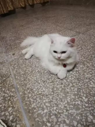 ODD eye Double coated cat