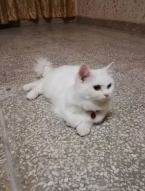 ODD eye Double coated cat