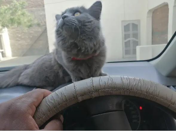 Healthy and active Gray color Persian cat