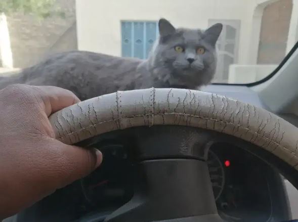 Healthy and active Gray color Persian cat