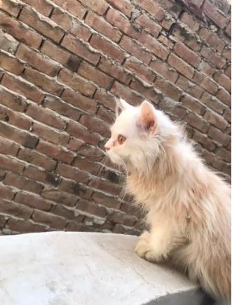 Beautiful Parsian kittens