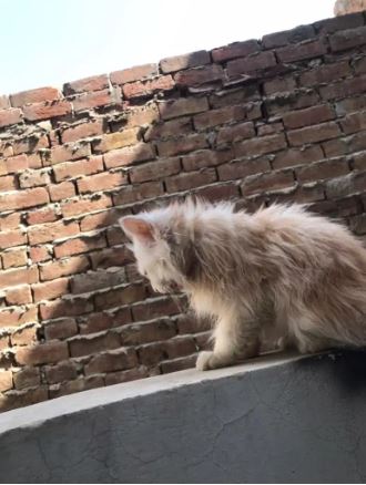 Beautiful Parsian kittens