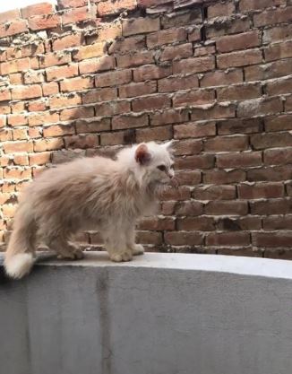 Beautiful Parsian kittens