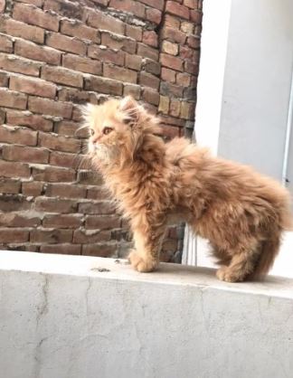 Beautiful Parsian kittens