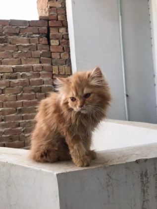 Beautiful Parsian kittens